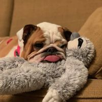 Milton Veterinary Hospital PC ico