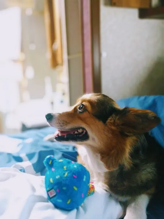 Pets 4 All Picture 2