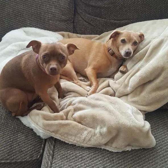 Pets 4 All Picture 6