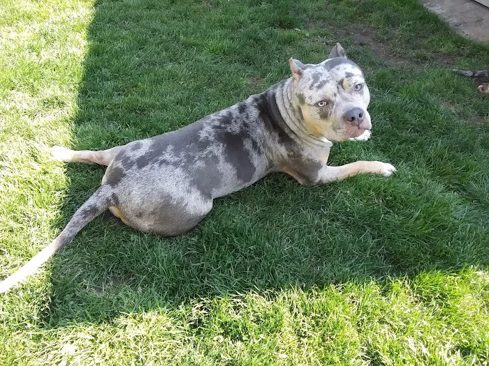 Liverpool Village Animal Wellness Picture 1