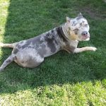 Liverpool Village Animal Wellness