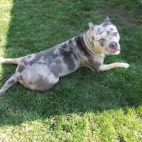 Liverpool Village Animal Wellness ico