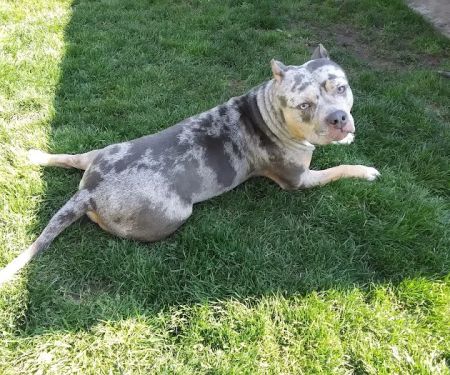 Liverpool Village Animal Wellness