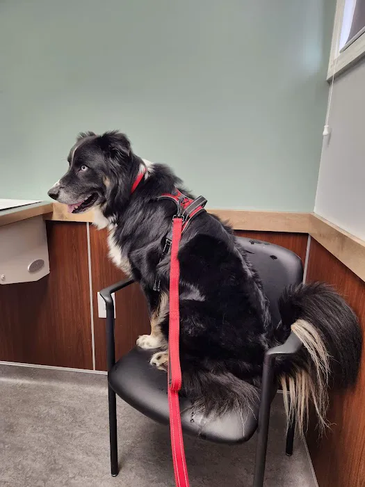Liverpool Village Animal Wellness Picture 4