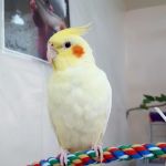 Feather Farm