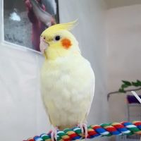 Feather Farm ico