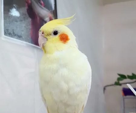 Feather Farm