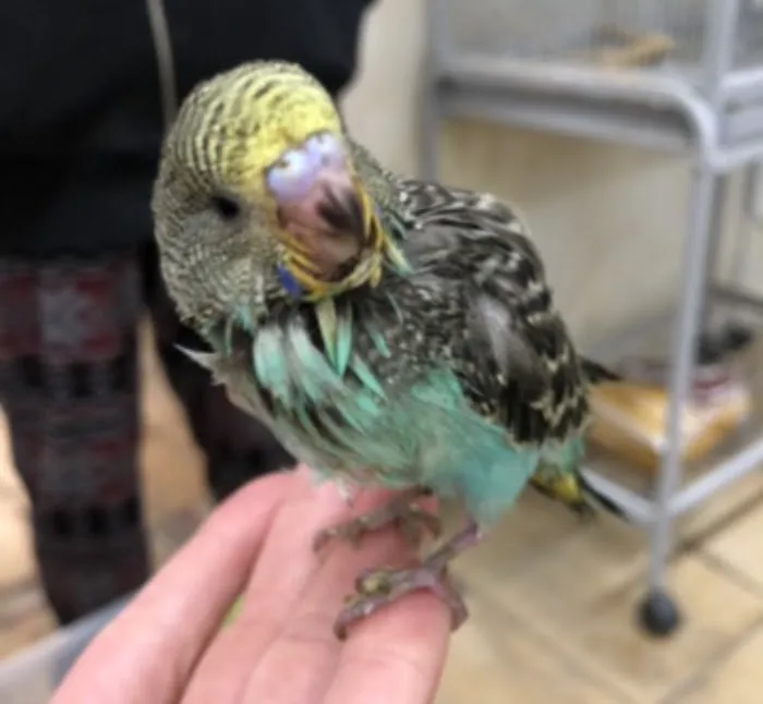 Feather Farm Picture 4