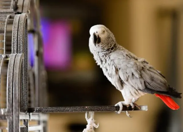 Feather Farm Picture 8