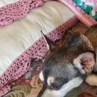 Petco ico