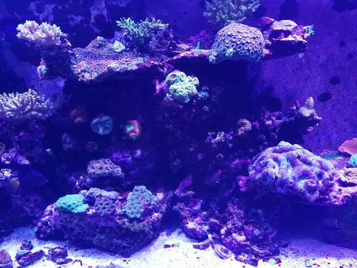 Sea Splendor Aquarium Picture 6