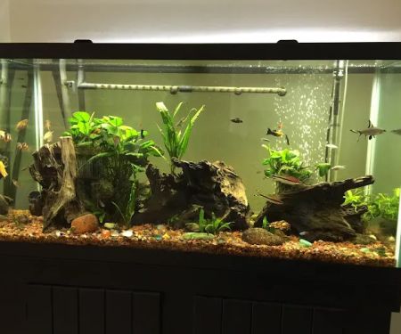 Sea Splendor Aquarium