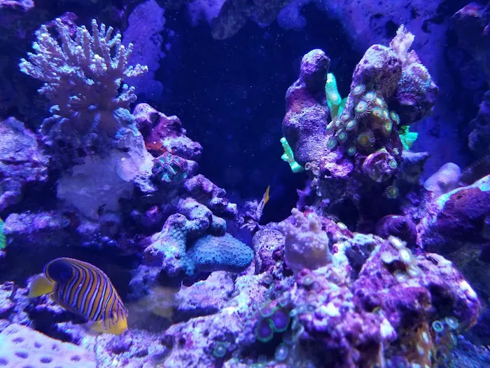 Sea Splendor Aquarium Picture 8