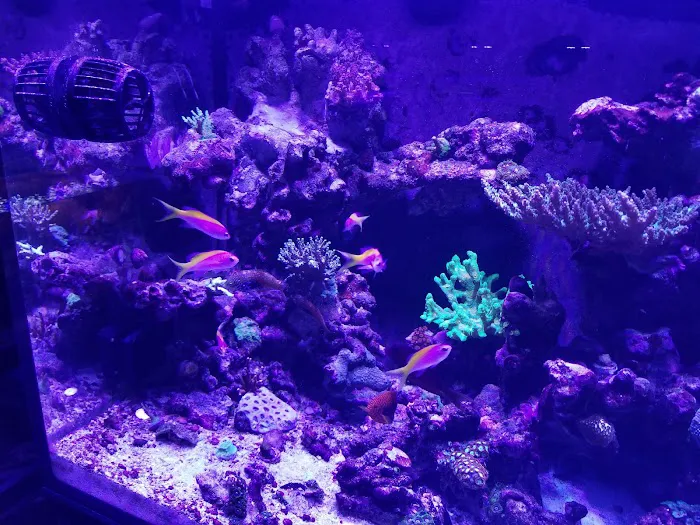 Sea Splendor Aquarium Picture 10