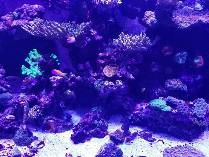 Sea Splendor Aquarium Picture 5