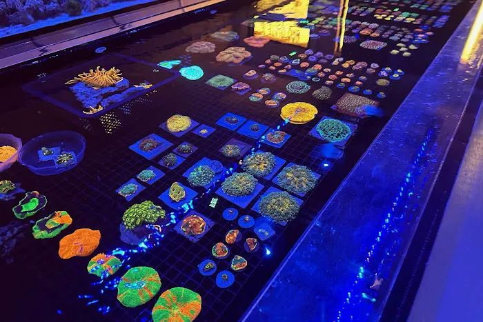 Islander Corals Picture 9