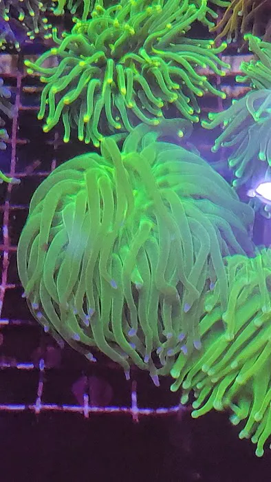Islander Corals Picture 10