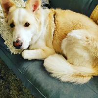 Total Veterinary Care Cicero ico