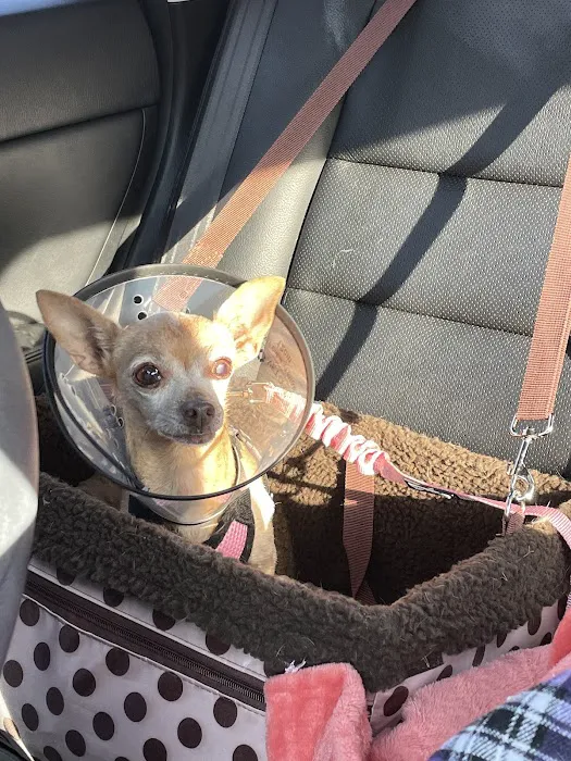 Total Veterinary Care Cicero Picture 6