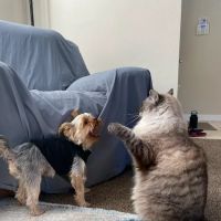 Petco ico