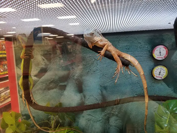 Petco Picture 5