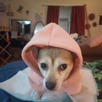 VIP Petcare Vaccination Clinic ico