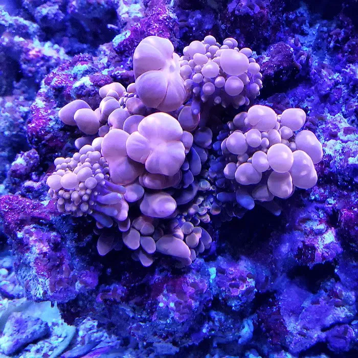 AquaLifeStudio (call for appointment) Picture 9