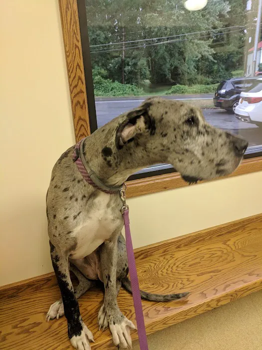Animal Ark Veterinary Hospital Picture 4