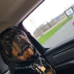 South Shore Veterinary Hospital