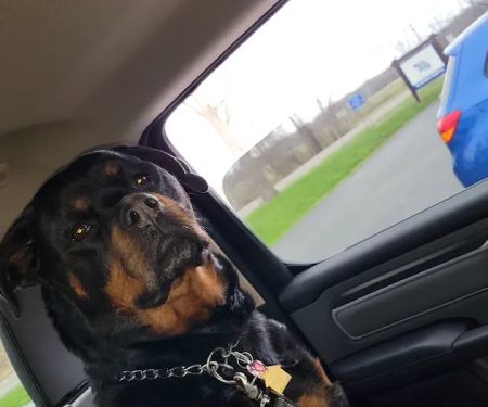 South Shore Veterinary Hospital