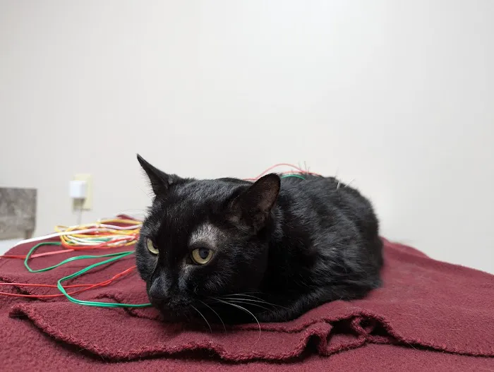 South Shore Veterinary Hospital Picture 2