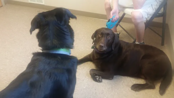 South Shore Veterinary Hospital Picture 8