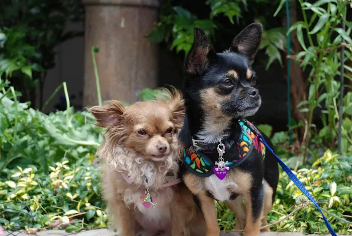 The Little Pet Shoppe Picture 2