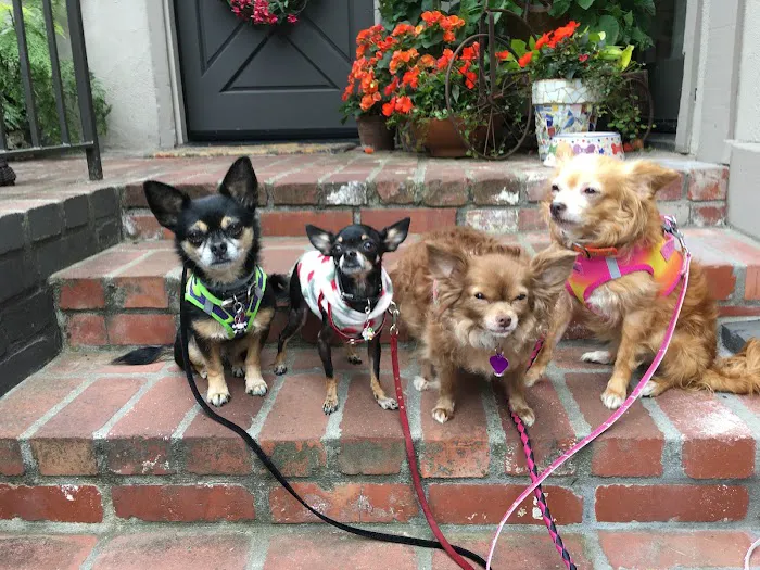 The Little Pet Shoppe Picture 4
