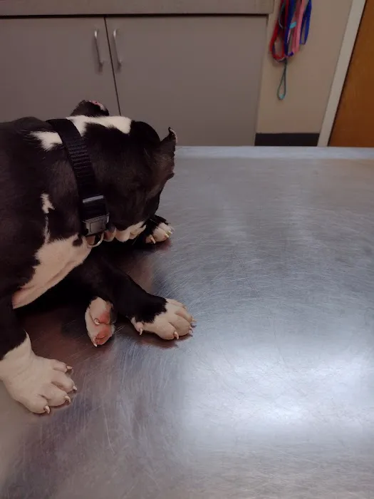 Highland Animal Hospital Picture 1