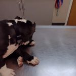 Highland Animal Hospital