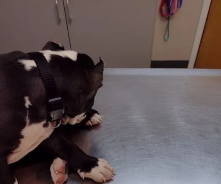 Highland Animal Hospital