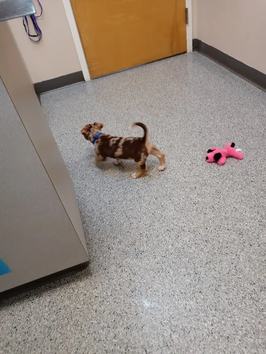 Highland Animal Hospital Picture 2