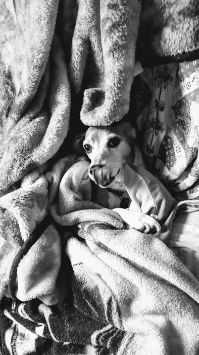 Little Friends Veterinary Services Picture 2