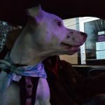 Little Friends Veterinary Services