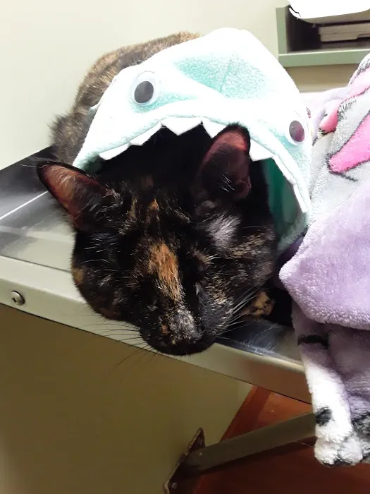Little Friends Veterinary Services Picture 10