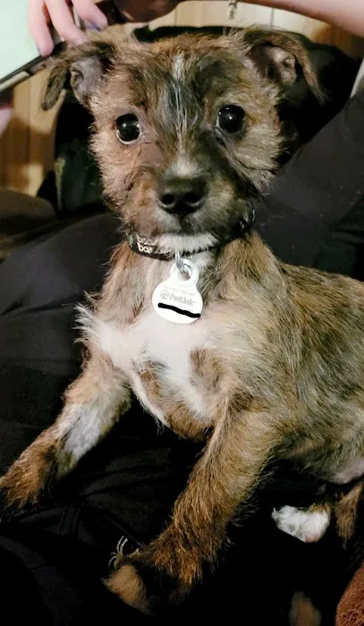 Little Friends Veterinary Services Picture 8