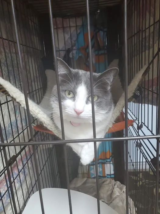 Little Friends Veterinary Services Picture 9