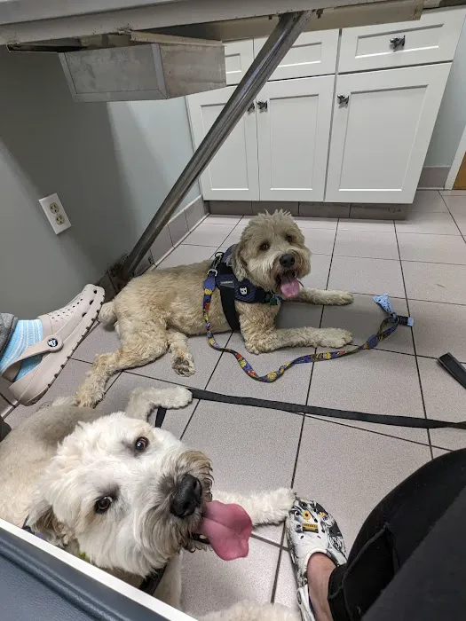 Glastonbury Animal Hospital: Nachtigal Linda T DVM Picture 1