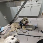 Glastonbury Animal Hospital: Nachtigal Linda T DVM