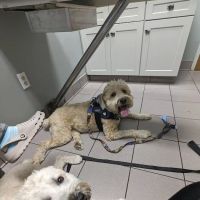 Glastonbury Animal Hospital: Nachtigal Linda T DVM ico