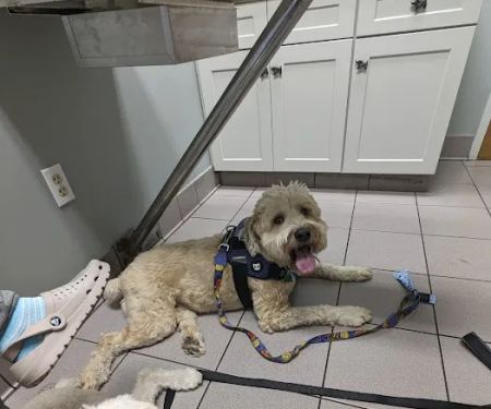 Glastonbury Animal Hospital: Nachtigal Linda T DVM