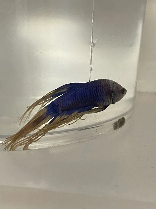 Petco Picture 4