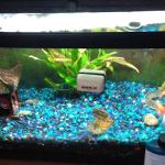 Caesar's Tropical Fish Factory