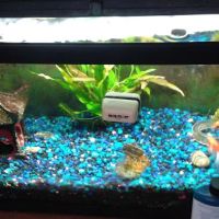 Caesar's Tropical Fish Factory ico